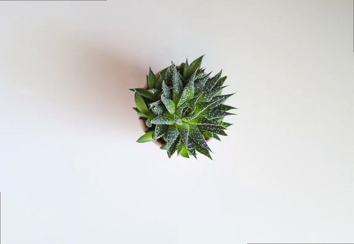 Por qué elegir plantas nativas argentinas para tu jardín