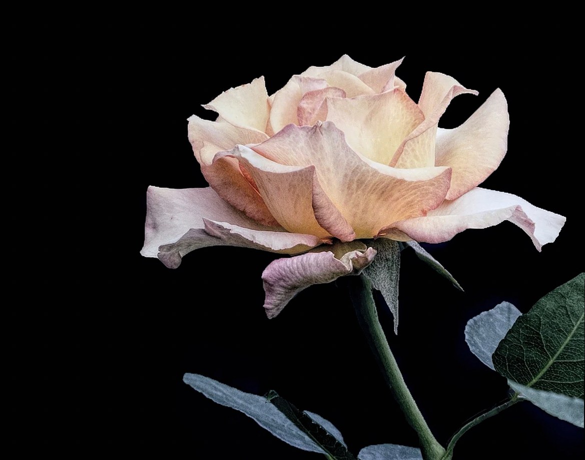 naturaleza, flor, rosa, fondo floral, antiguo, flores hermosas, floración, pétalo, jardín, flor de rosa, hoja, color, am