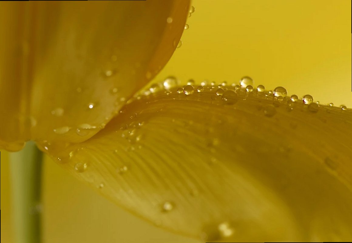 pétalo, tulipán, gota de rocío, flor, macro, botánico, planta, floración, primavera, naturaleza, fondo de flores, fondo 