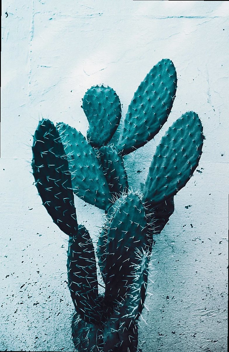 Plantas carnívoras en casa: lo que nadie te cuenta
