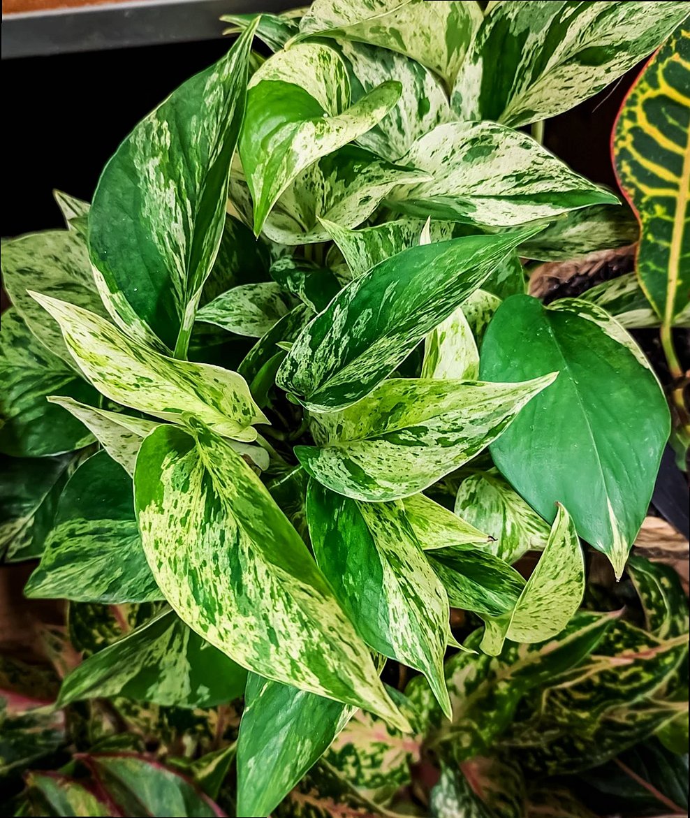 planta, hojas, flor, enredadera, botánica, flora, naturaleza, jardín
