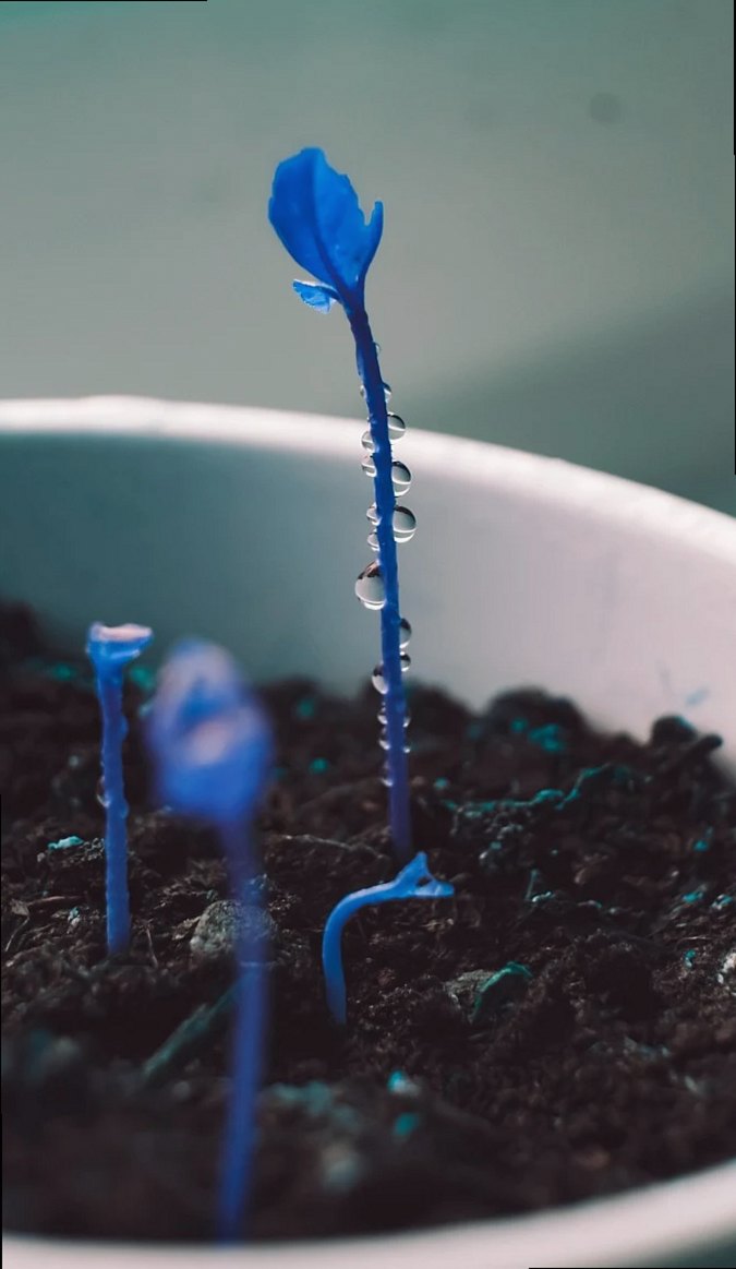 Qué ver en una visita nocturna a un jardín botánico