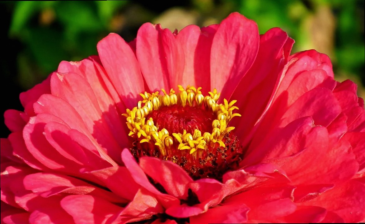 flor, zinnia, el interior de, jardín, naturaleza, primer plano, flores hermosas, verano, fondo de flores, floreciendo, d